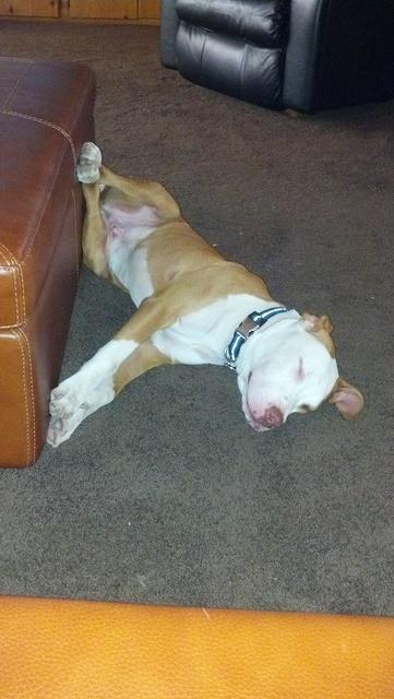 Busters preferred sleeping position