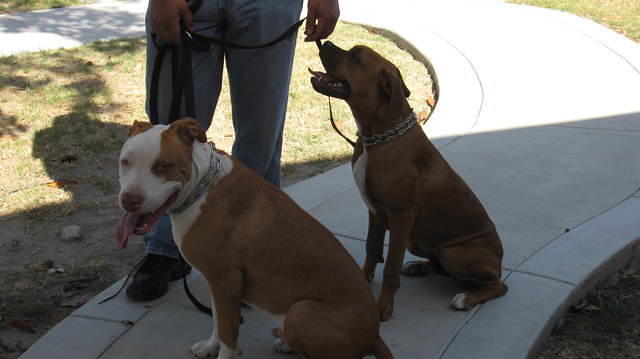 Cooling down after the walk